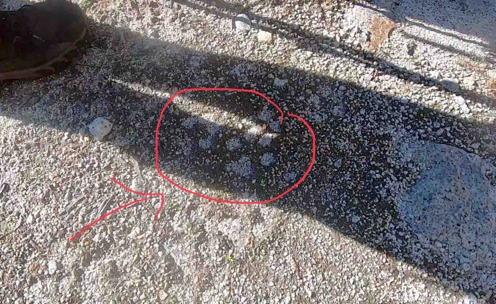 Spuren eines Berglöwen Spuren eines Berglöwen